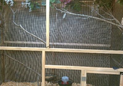 owl aviary all set up small pic.jpg