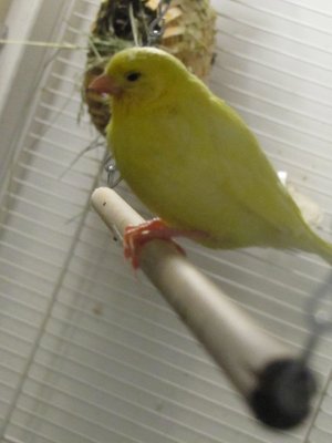 baby canaries 007.JPG