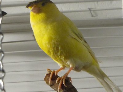baby canaries 012.JPG