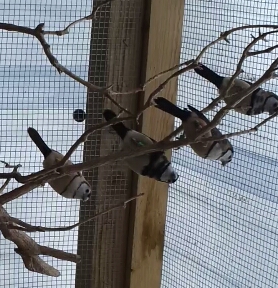 My 4 bichenos (wee owls)...