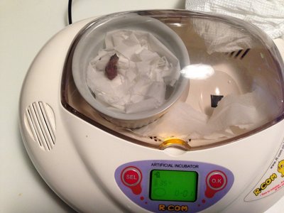 PG incubator.jpg
