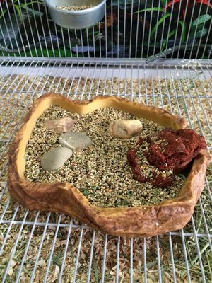 Foraging Feeder