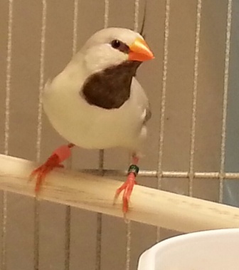 opal hen.jpg