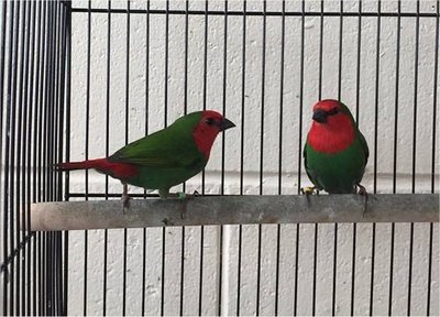 parrotfinch.jpg