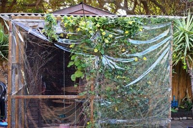 This is my other aviary where the black-eyed Susie has grown wild. The birds love it!