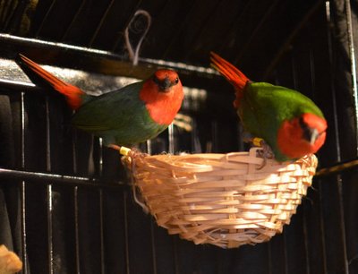 Our brand new parrot finch featherbabies &lt;3