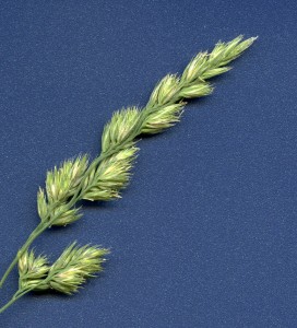 Elymus_repens-1ADCAB917A-272x300.jpeg
