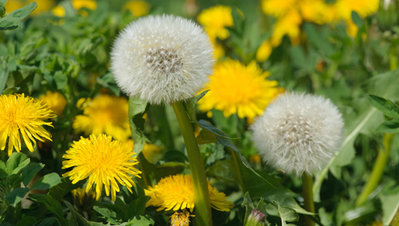 main_dandelion_th.jpeg