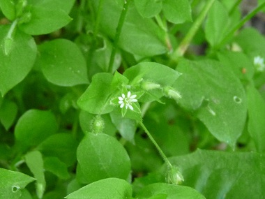 chickweed-leaves.jpeg