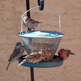 A group of sparrows and housefinch