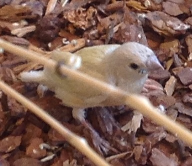 Gouldian fledge 3.JPG