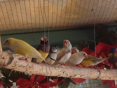 Owl & friends.JPG