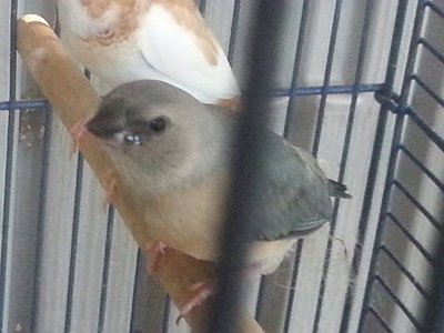 This is the photo of the baby blue the breeder sent.