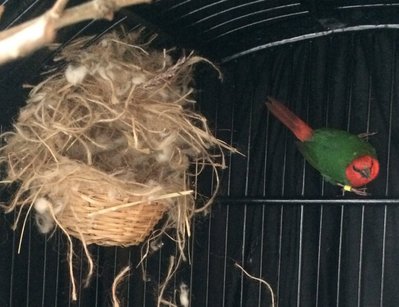 Nest take 2 today.