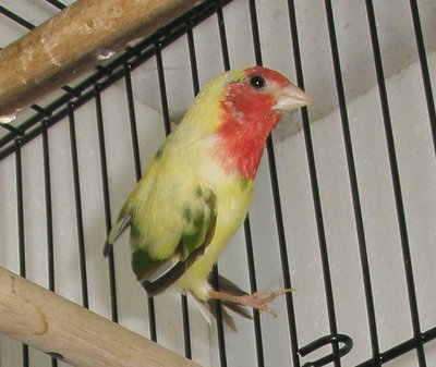 pied2.JPG