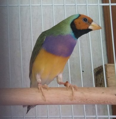orangehead-hen.jpg