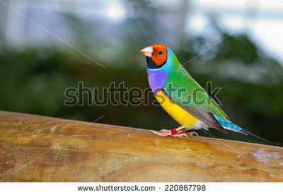 Orange-head-male.jpg
