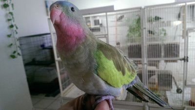 Jonny Boo (princess of Wales parakeet)