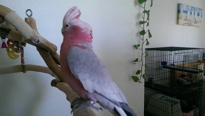 Bobby ( Rose breast cockatoo)