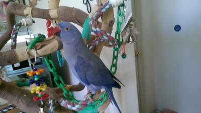 Baby ( Indian Ring Neck parakeet)