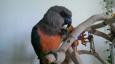 Tickle ( Red bellied parrot)