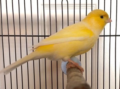 Sunny moulting