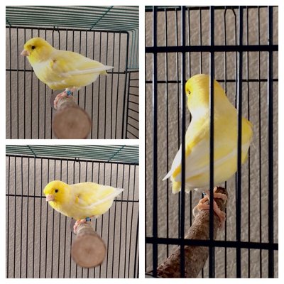 Sunny The Canary