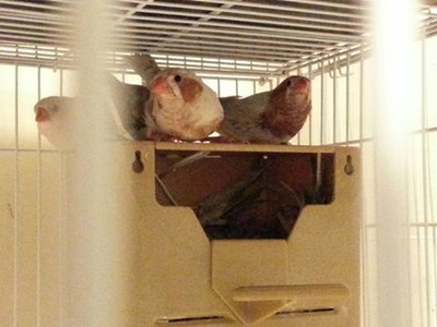ob pairing offspring.jpg