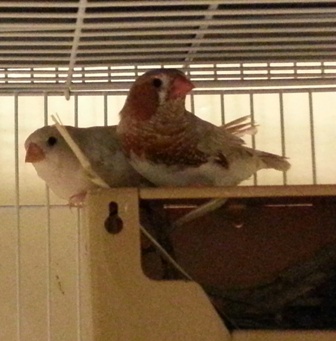 ob pairing 2.jpg