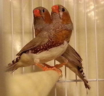 father and son ob.jpg