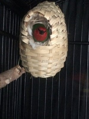 Teddy in her nest.