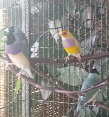 A few from last breeding season