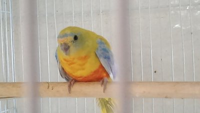 My single yellow Turquoisine male