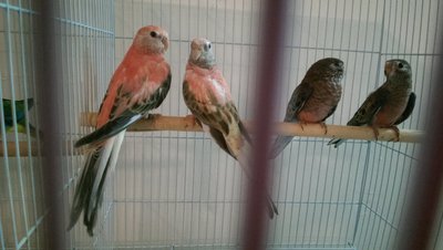 Pink Bourke pair &amp; young normal bourke pair