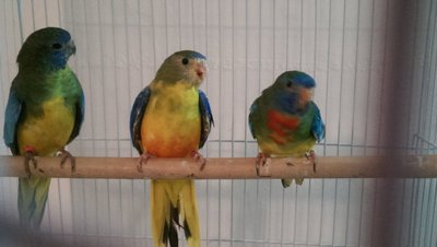 Young Scarlet chested parakeet pair &amp; Turquoisine female for my yellow male