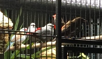 my beautiful finches