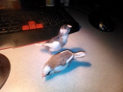 babieshangingoutondesk.jpg