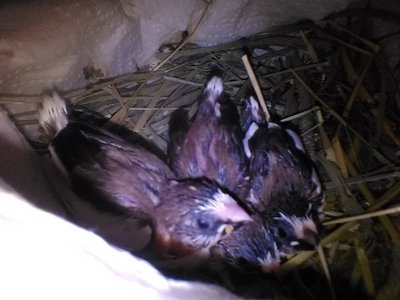 Butterflysbabies.jpg