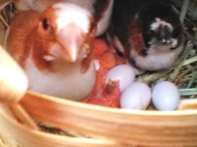 babies4.jpg