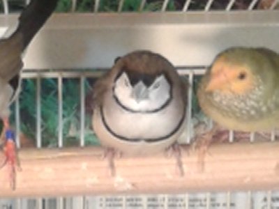 Sleepy Owl Finch