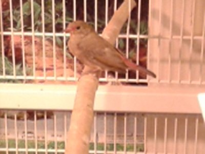 Rowena, my new African Redbilled Fire baby