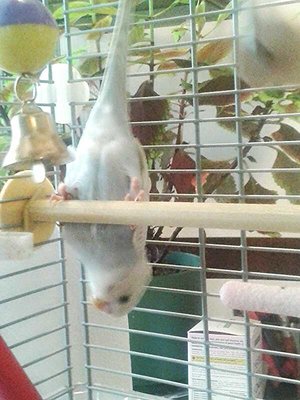 A Budgie head stand