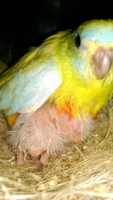 A week old chicks from yellow Turquoisine pair