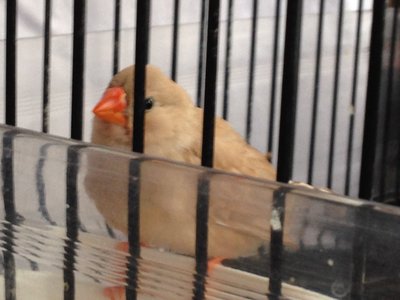 Lola her first night alone in her Quarantine Cage  1 Sept 2015  Both from different Breeders.