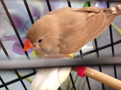 Lola and her cage buddy