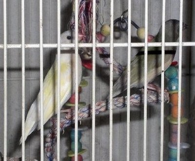 FLEDGINGS 2.jpg