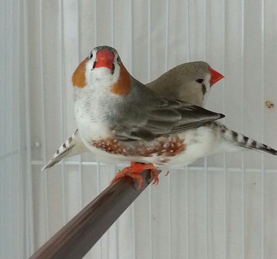 penguin male hen split to penguin.jpg