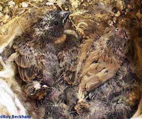 efinch gray next to fawn baby.jpg