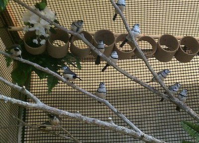 owl roosting area.jpg