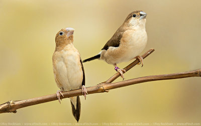 silverbills African on left, Indian on the right.jpg